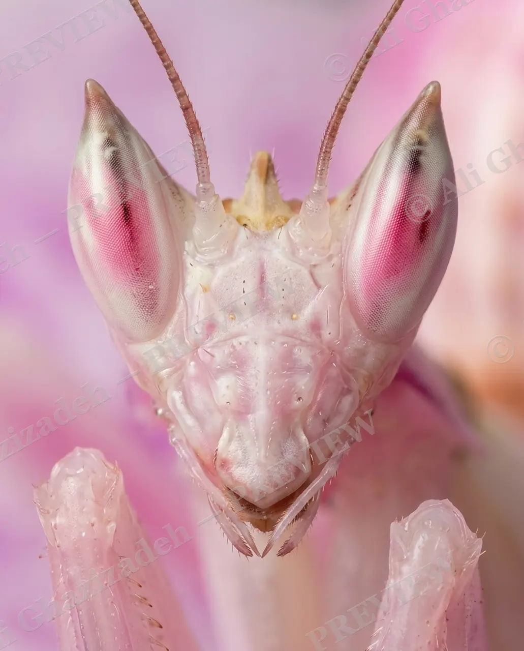 Petal Perfect — Mystery in Pink — Orchid mantis artwork by Ali Ghazizadeh
