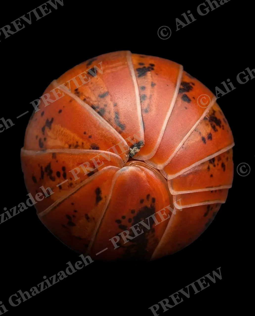 Pillbox Assortment — Carnelian Piece — Pill millipede artwork by Ali Ghazizadeh