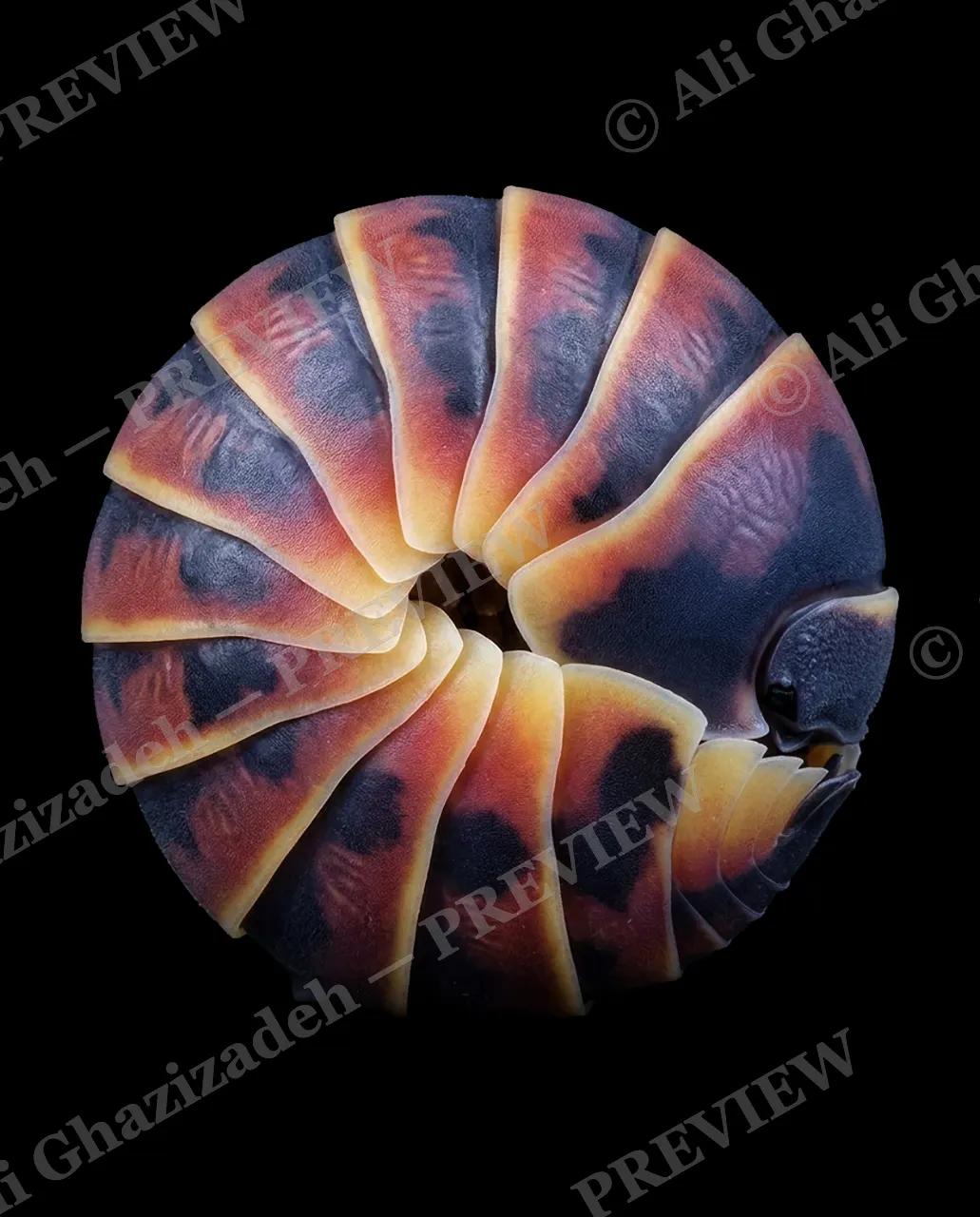 Pillbox Assortment — Garnet Piece — Pill millipede artwork by Ali Ghazizadeh