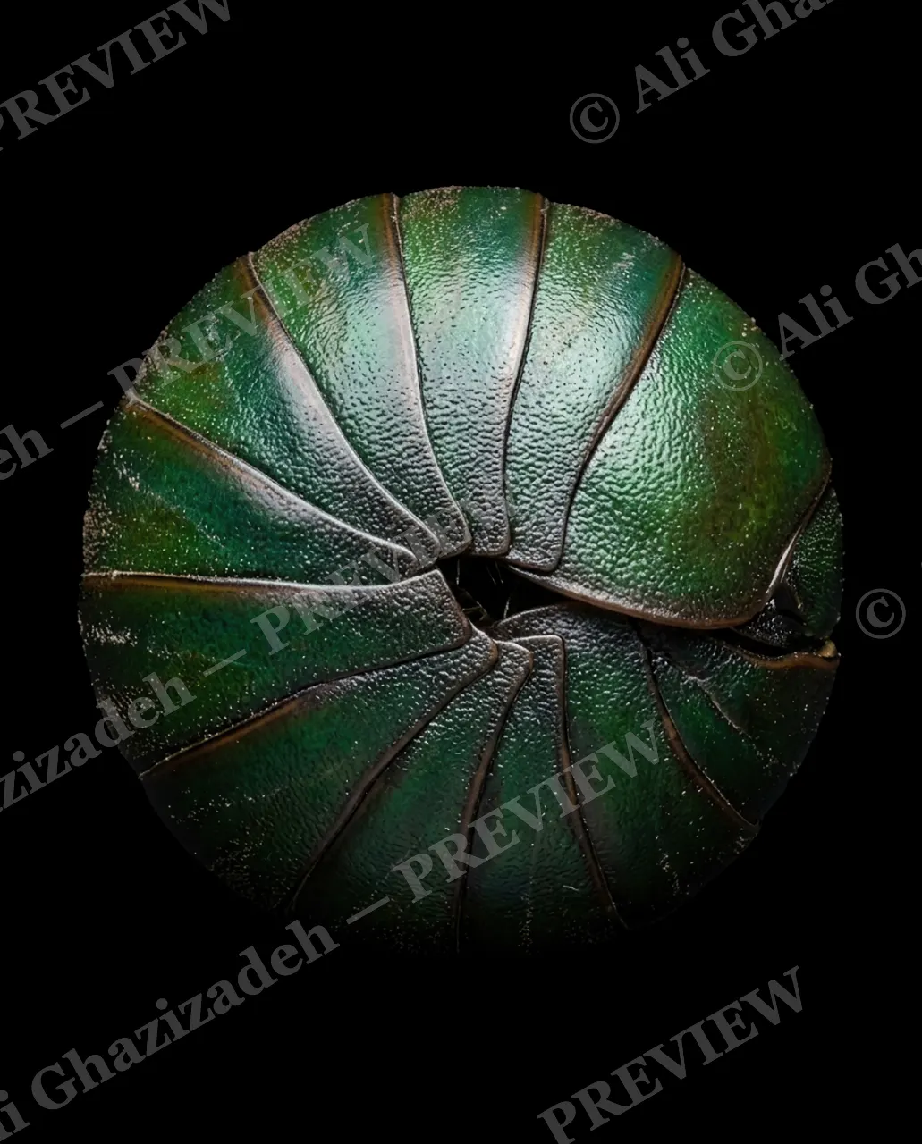 Pillbox Assortment — Emerald Piece — Pill millipede artwork by Ali Ghazizadeh