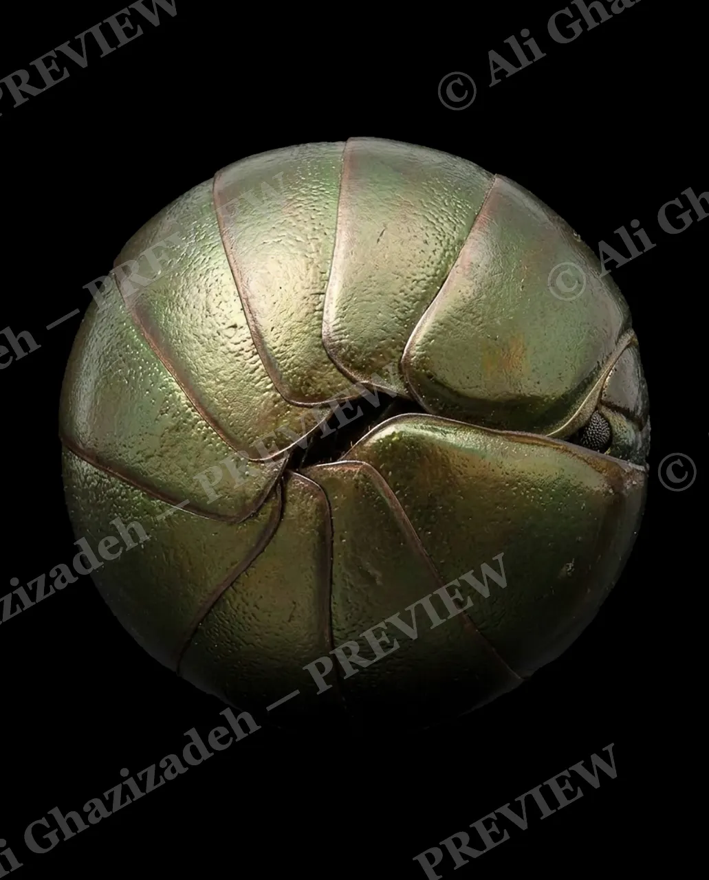 Pillbox Assortment — Peridot Piece — Pill millipede artwork by Ali Ghazizadeh