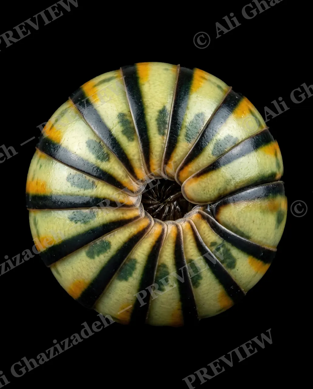 Pillbox Assortment — Tourmaline Piece — Pill millipede artwork by Ali Ghazizadeh
