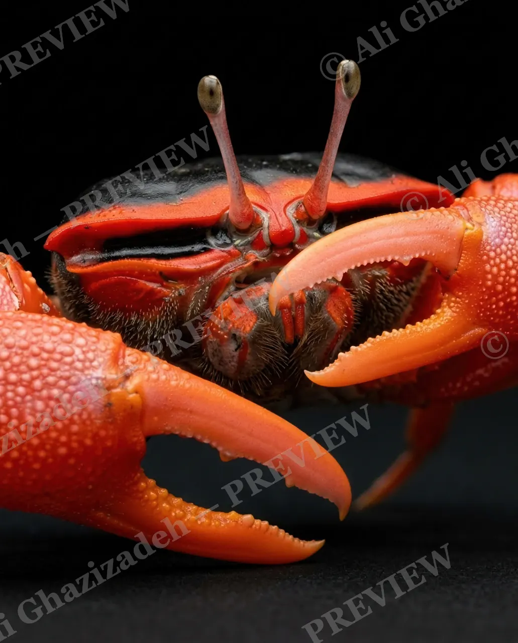 Pinch of Color — Black Cap, Orange Claws — Crab artwork by Ali Ghazizadeh