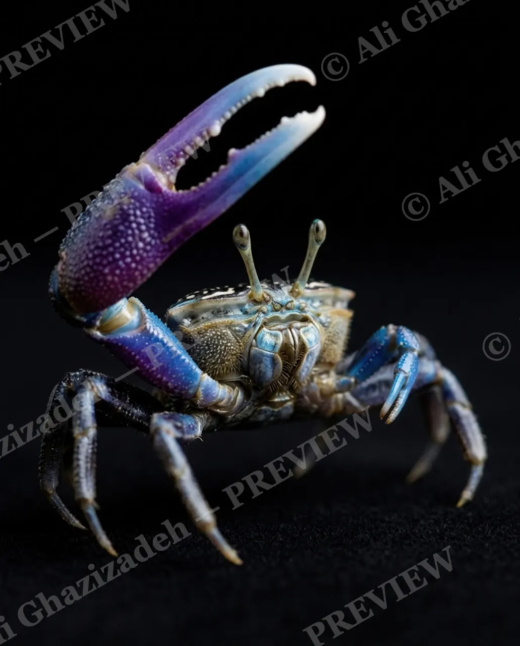 Pinch of Color — Blue Body, Amethyst Claw — Crab artwork by Ali Ghazizadeh