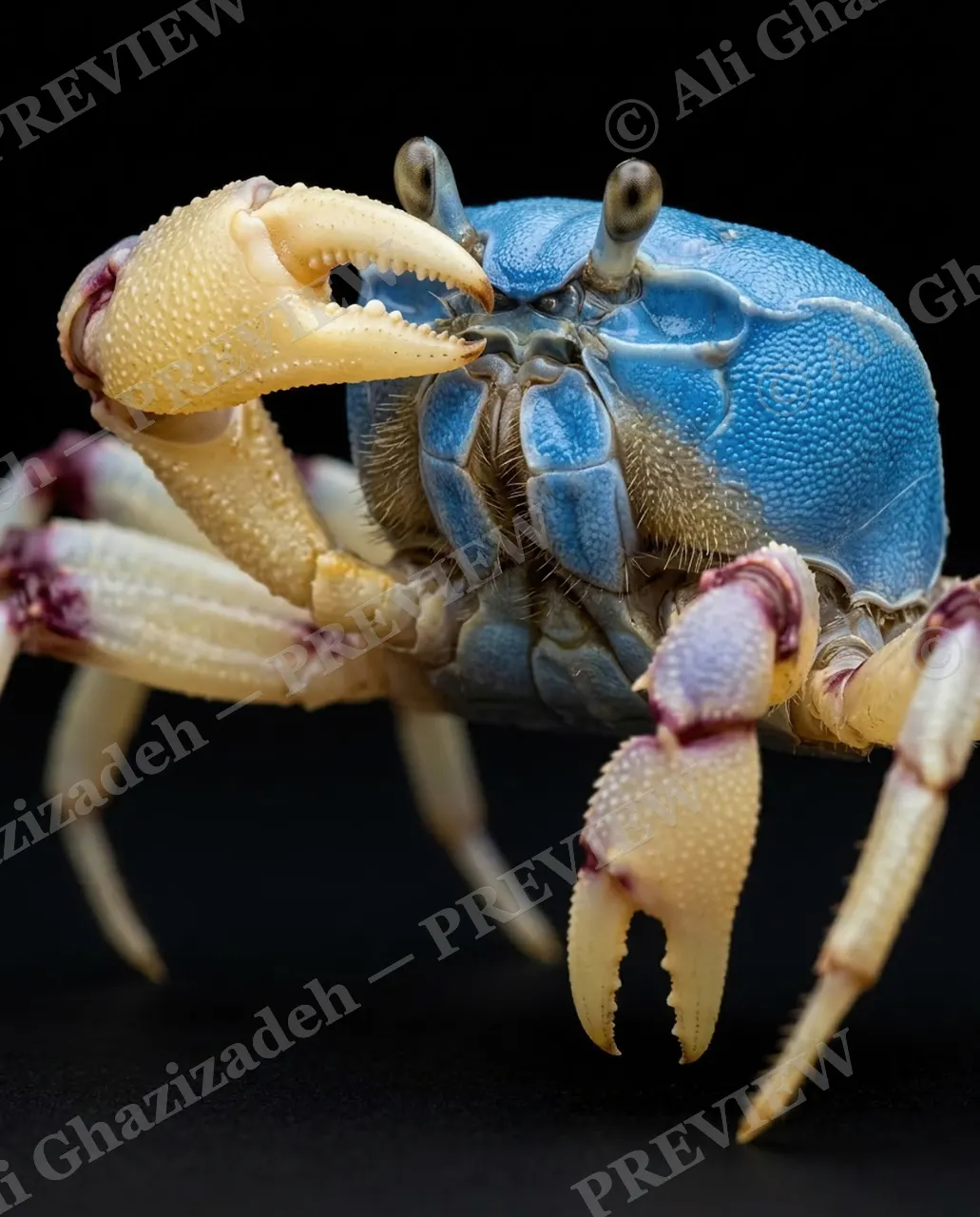 Pinch of Color — Blue Dome, Golden Claw — Crab artwork by Ali Ghazizadeh