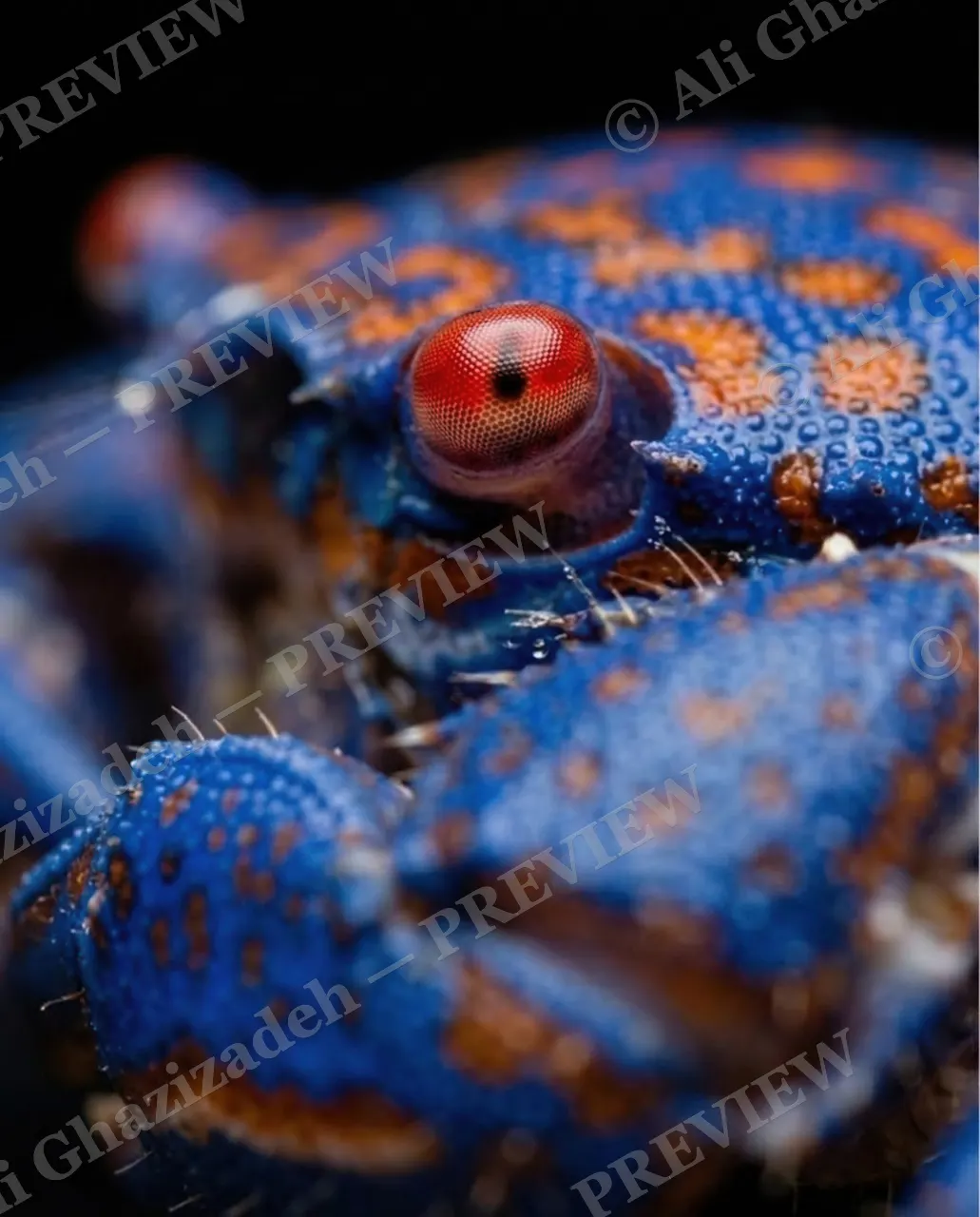 Pinch of Color — Blue Leopard, Ruby Eye — Crab artwork by Ali Ghazizadeh