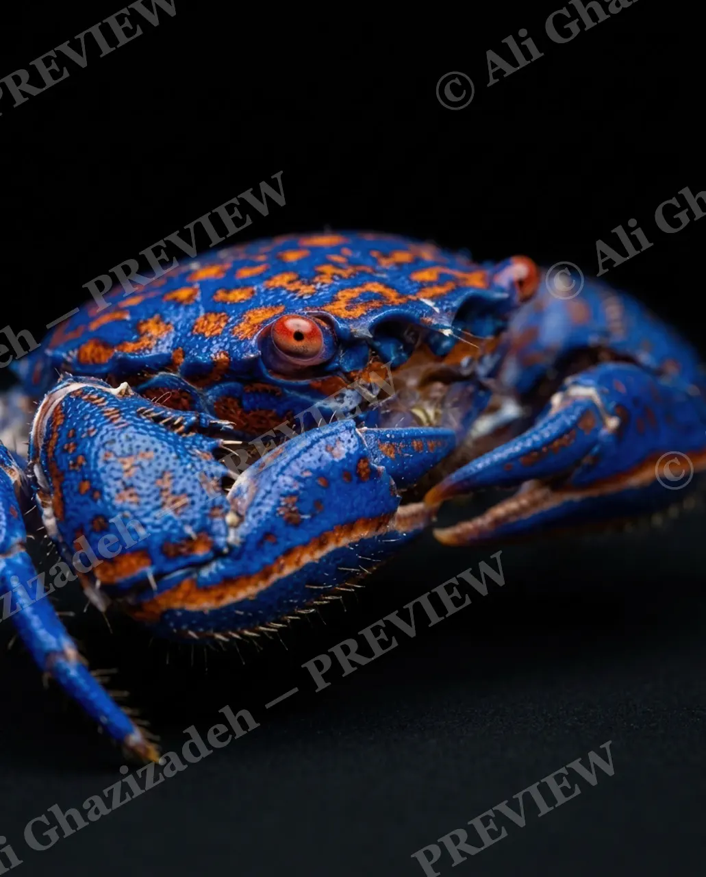 Pinch of Color — Blue with Rust Flecks — Crab artwork by Ali Ghazizadeh