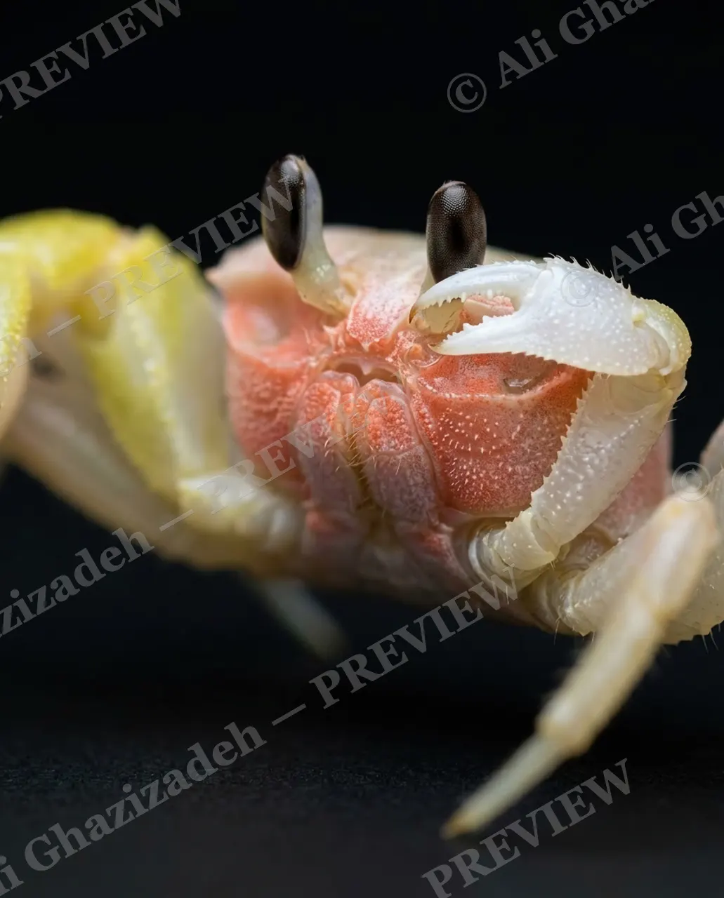 Pinch of Color — Blush and Bone — Crab artwork by Ali Ghazizadeh