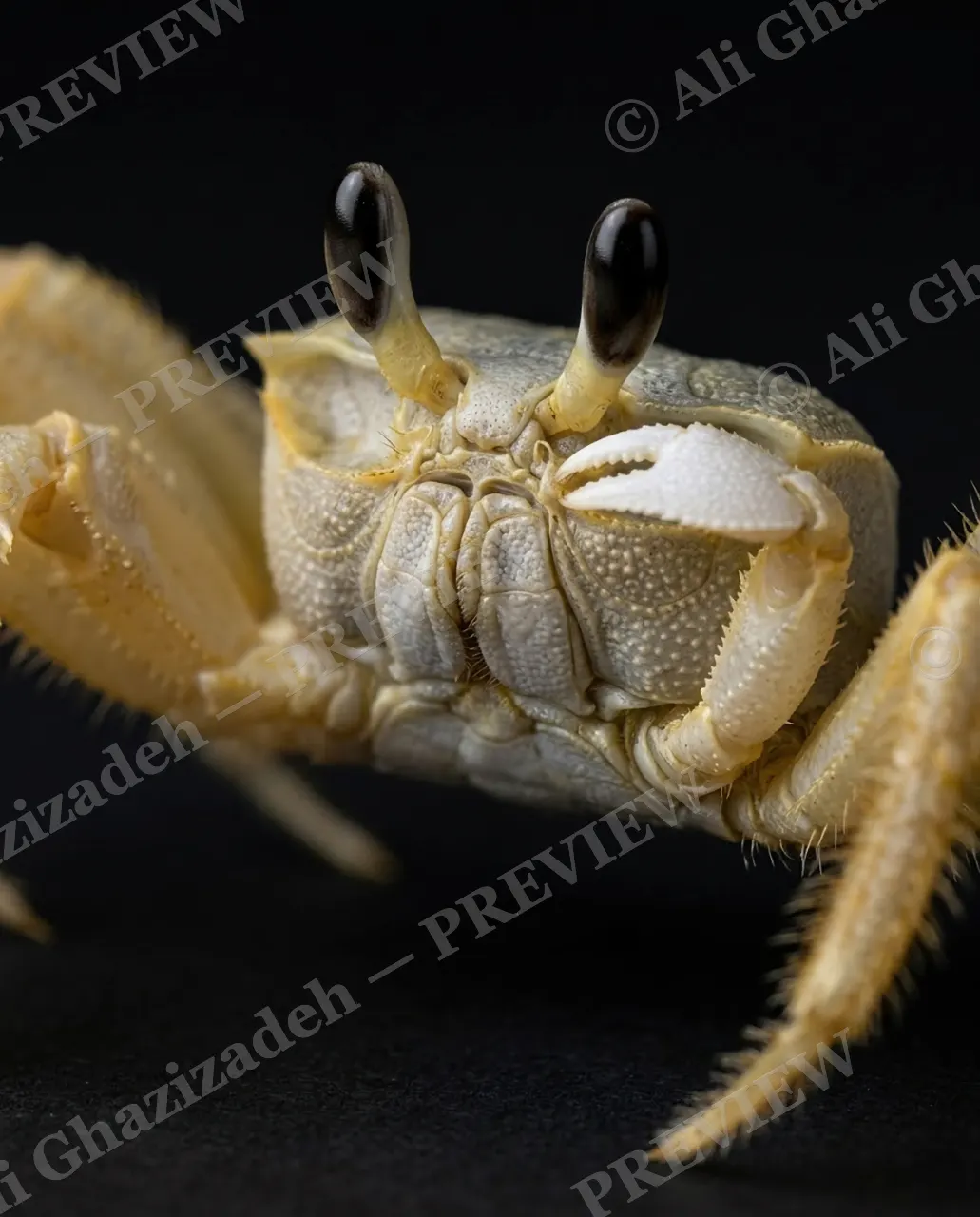 Pinch of Color — Bone White — Crab artwork by Ali Ghazizadeh