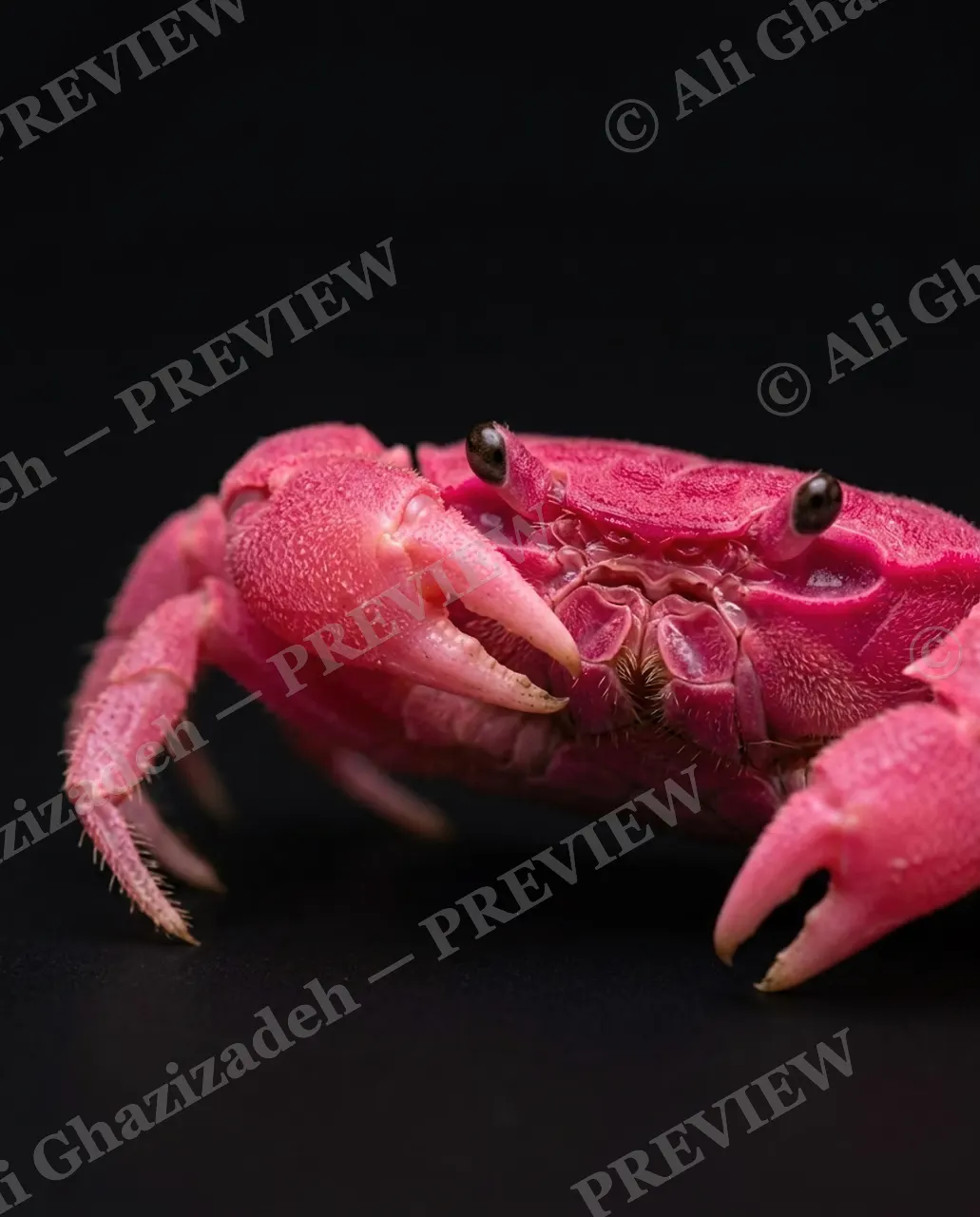 Pinch of Color — Bubblegum Debut — Crab artwork by Ali Ghazizadeh