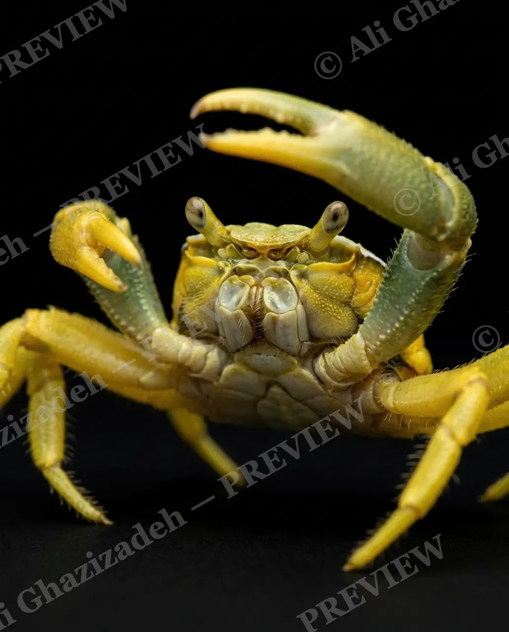 Pinch of Color — Chartreuse Salute — Crab artwork by Ali Ghazizadeh