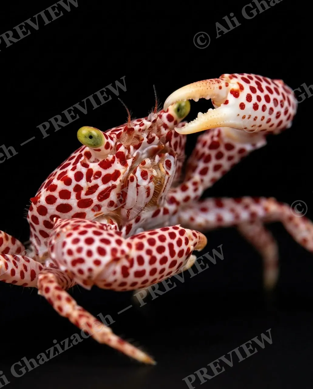 Pinch of Color — Cherry Polka Dot — Crab artwork by Ali Ghazizadeh