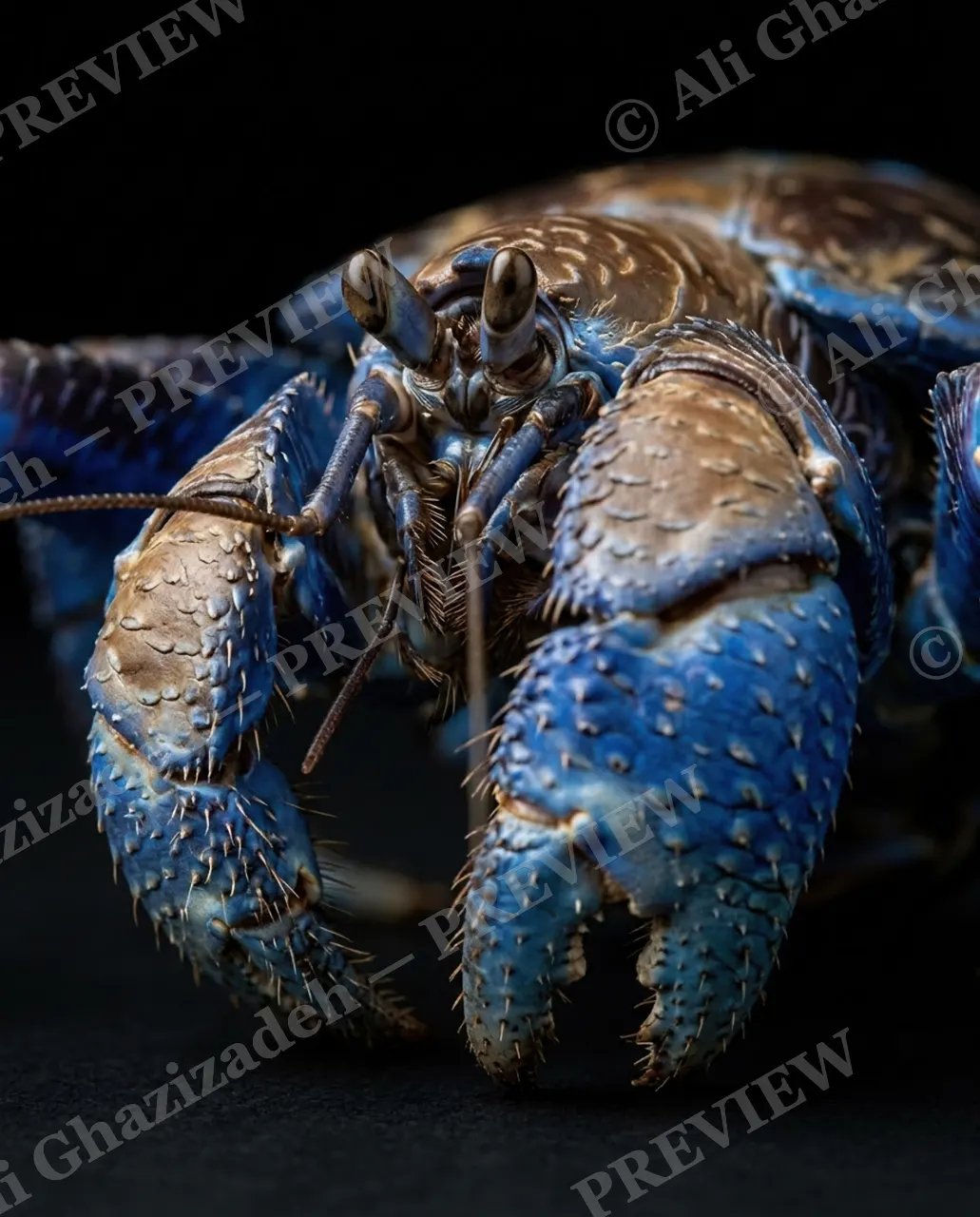 Pinch of Color — Cobalt and Bronze — Crab artwork by Ali Ghazizadeh