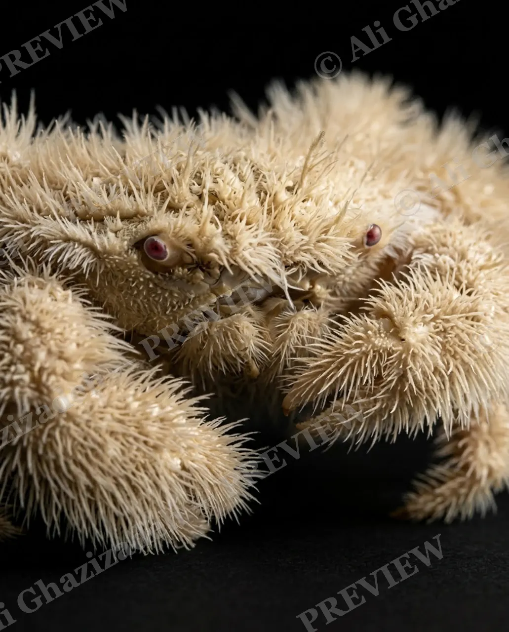 Pinch of Color — Fuzzy Almond — Crab artwork by Ali Ghazizadeh