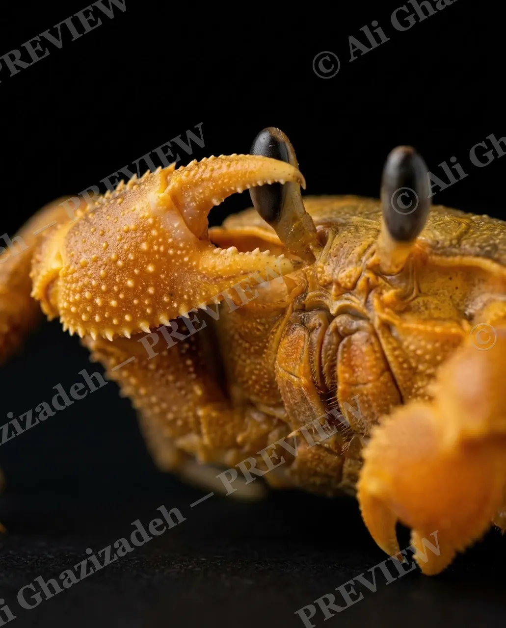 Pinch of Color — Golden Orange — Crab artwork by Ali Ghazizadeh
