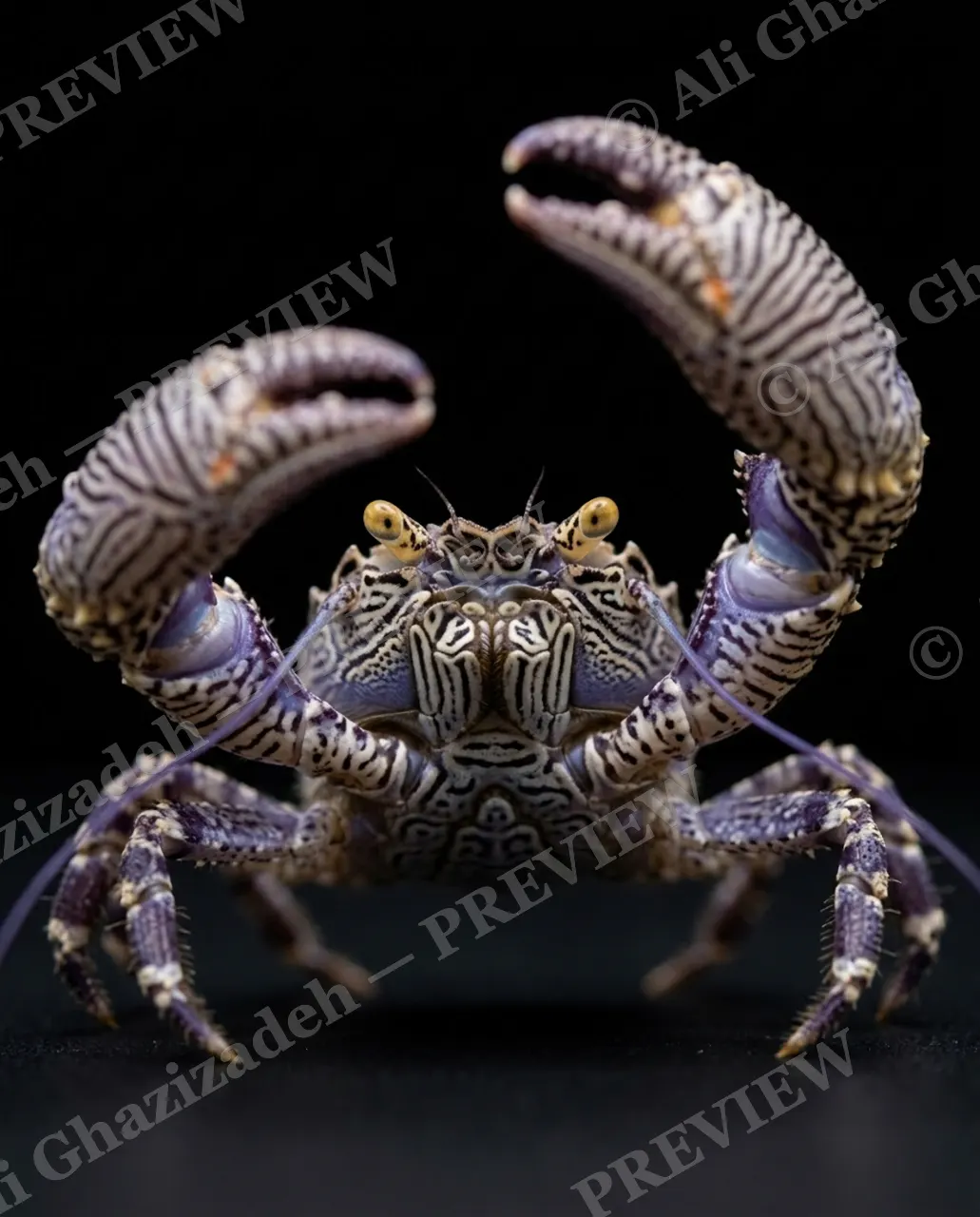 Pinch of Color — Golden Salute — Crab artwork by Ali Ghazizadeh