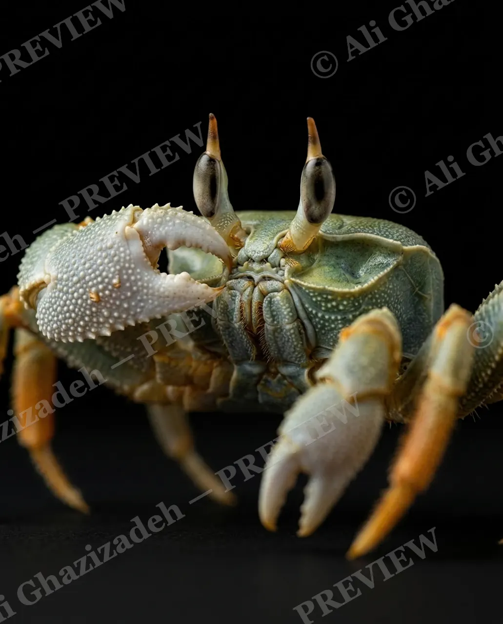 Pinch of Color — Green and Ember Legs — Crab artwork by Ali Ghazizadeh