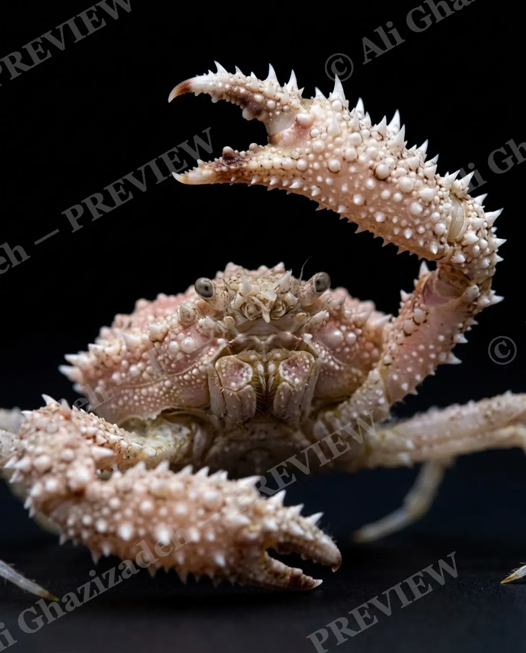 Pinch of Color — Ivory Thorn — Crab artwork by Ali Ghazizadeh