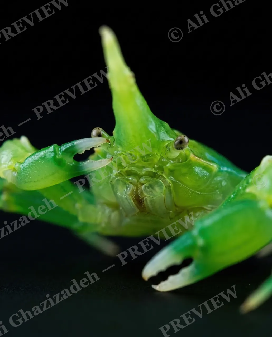 Pinch of Color — Jade Glass — Crab artwork by Ali Ghazizadeh