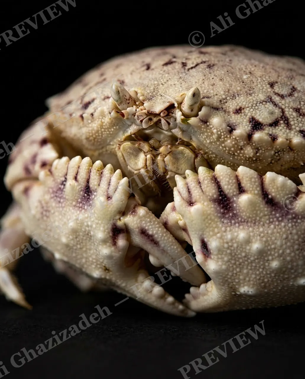 Pinch of Color — Lavender Leopard — Crab artwork by Ali Ghazizadeh