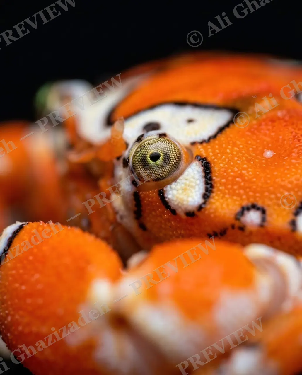 Pinch of Color — Leopard Print Close-Up — Crab artwork by Ali Ghazizadeh