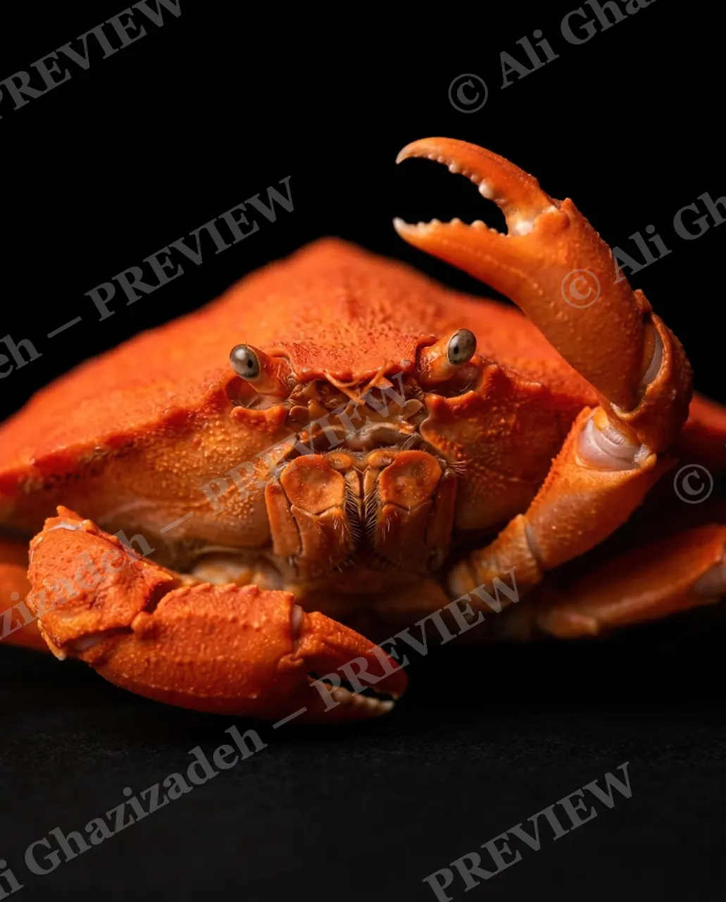 Pinch of Color — Lilac Tiger Stripes — Crab artwork by Ali Ghazizadeh