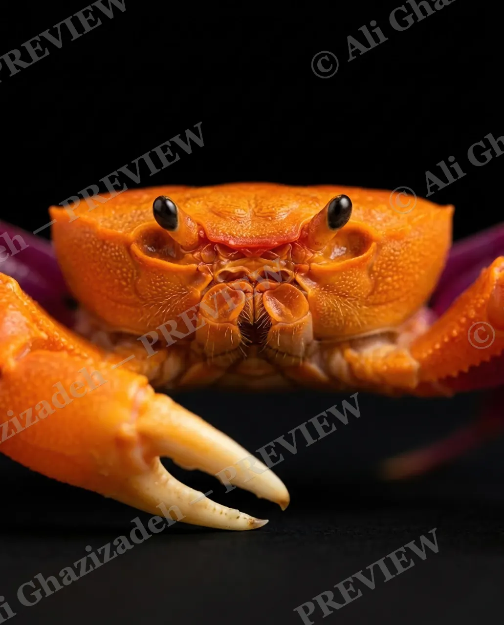 Pinch of Color — Amber Claws — Crab artwork by Ali Ghazizadeh
