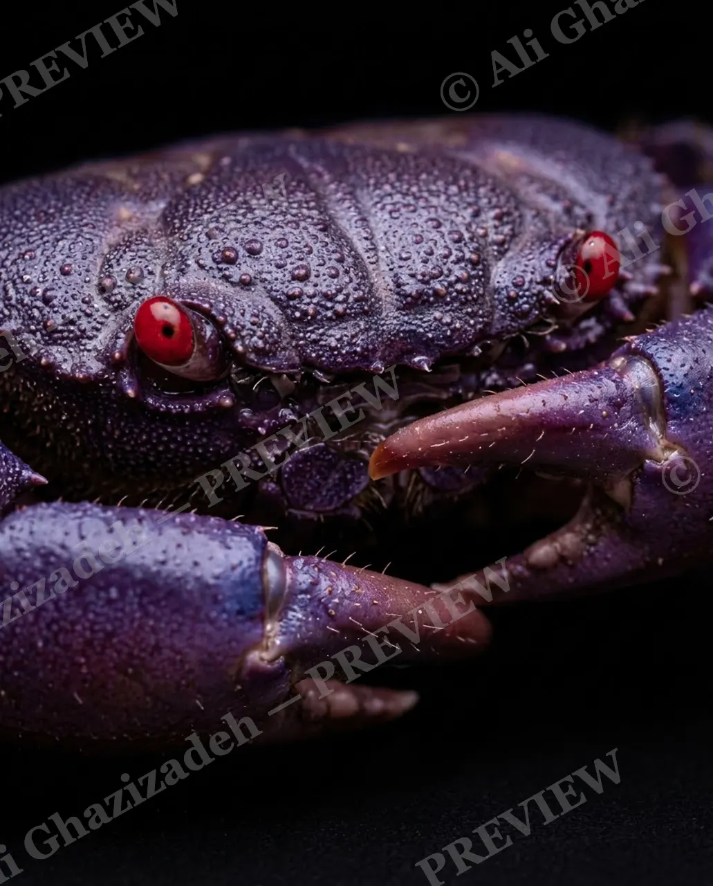Pinch of Color — Midnight Ruby Eyes — Crab artwork by Ali Ghazizadeh
