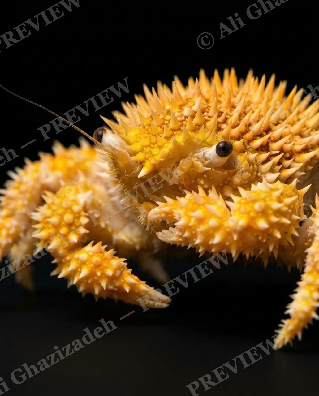 Pinch of Color — Navy and Ivory — Crab artwork by Ali Ghazizadeh