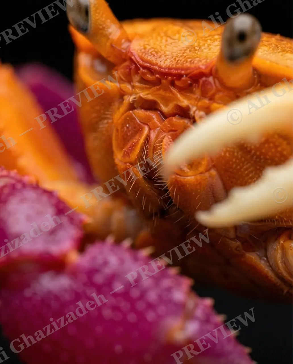 Pinch of Color — Orange Face, Magenta Blur — Crab artwork by Ali Ghazizadeh