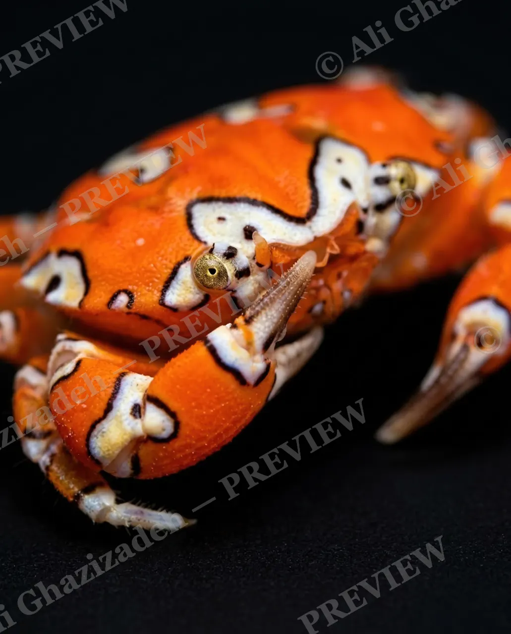 Pinch of Color — Orange Leopard Coat — Crab artwork by Ali Ghazizadeh