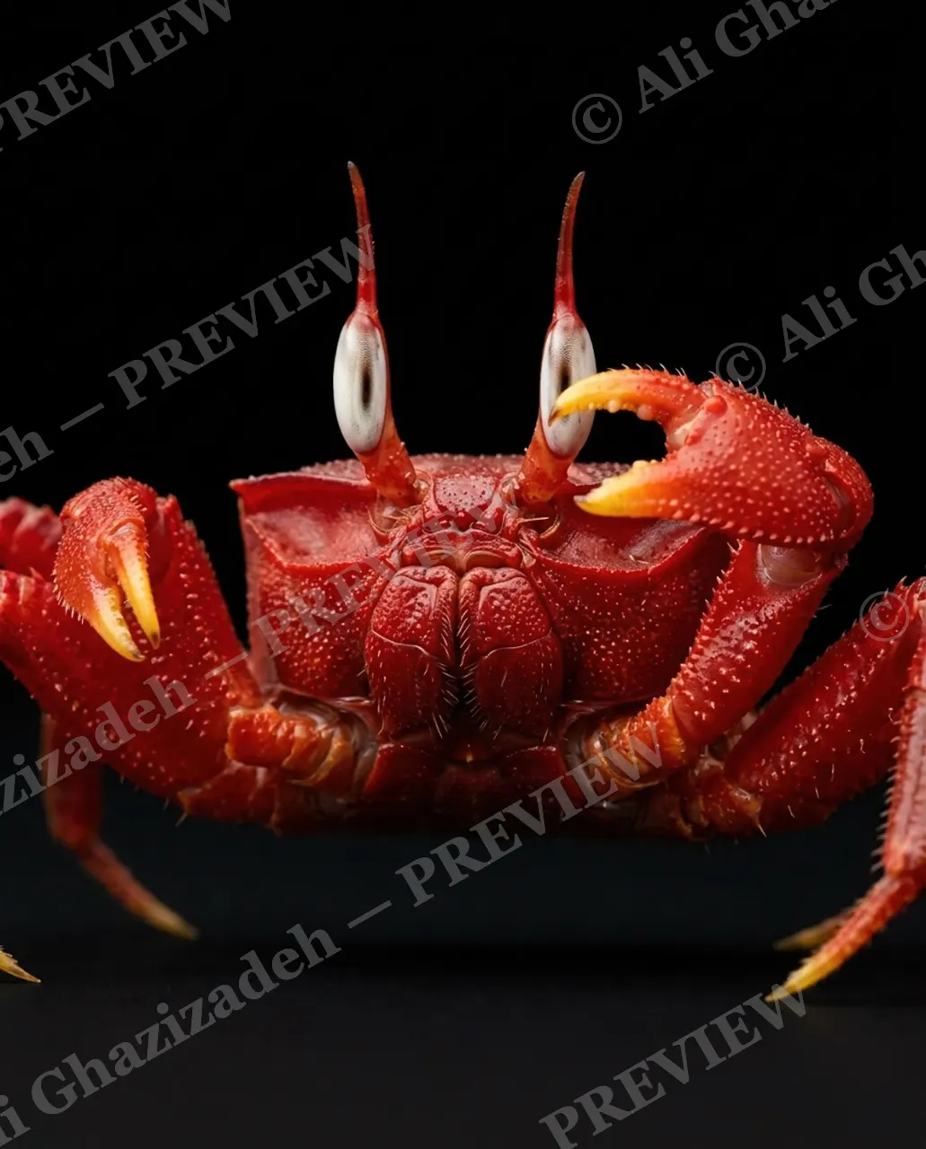 Pinch of Color — Periscope Red — Crab artwork by Ali Ghazizadeh