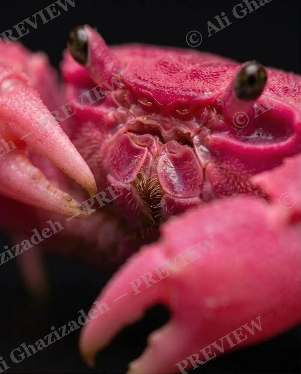 Pinch of Color — Pink, Extreme Close — Crab artwork by Ali Ghazizadeh
