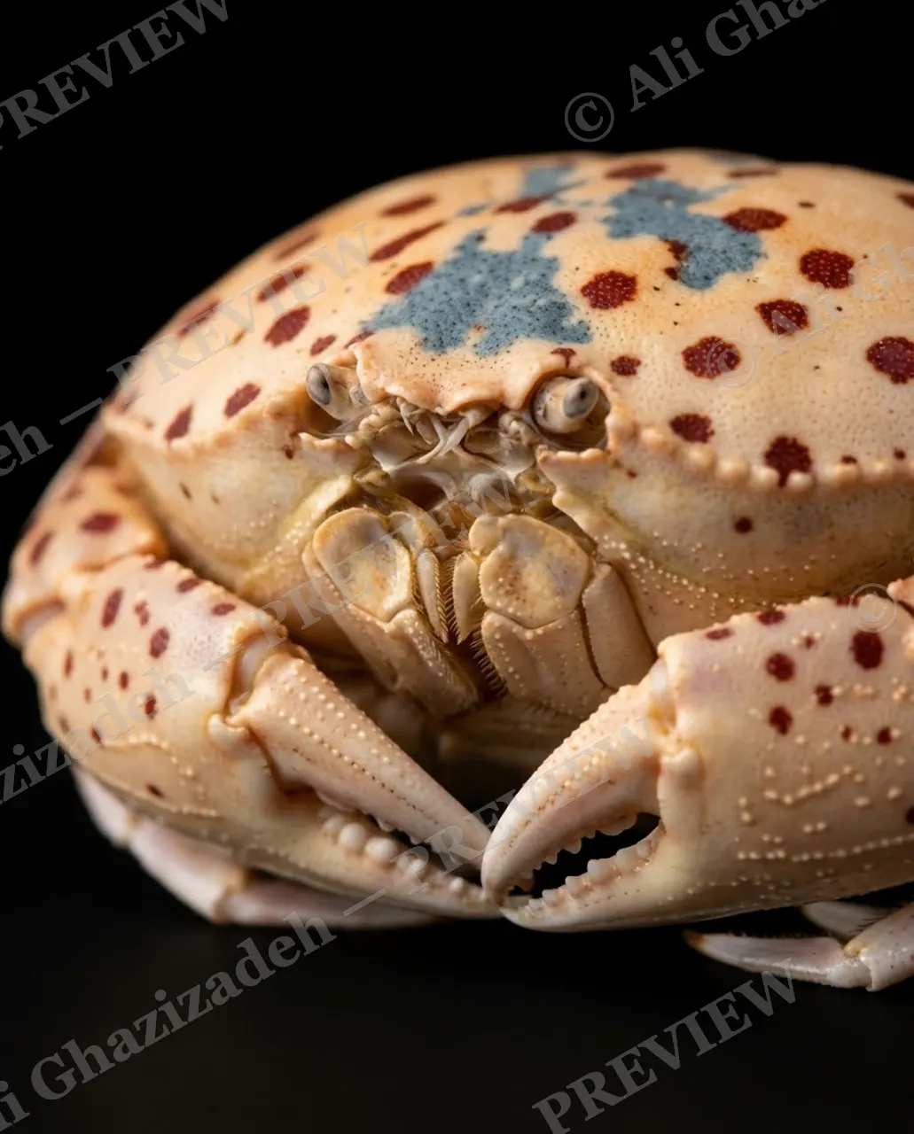 Pinch of Color — Pink Up Close — Crab artwork by Ali Ghazizadeh