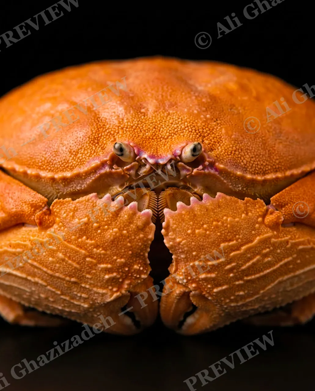 Pinch of Color — Purple Blotch — Crab artwork by Ali Ghazizadeh