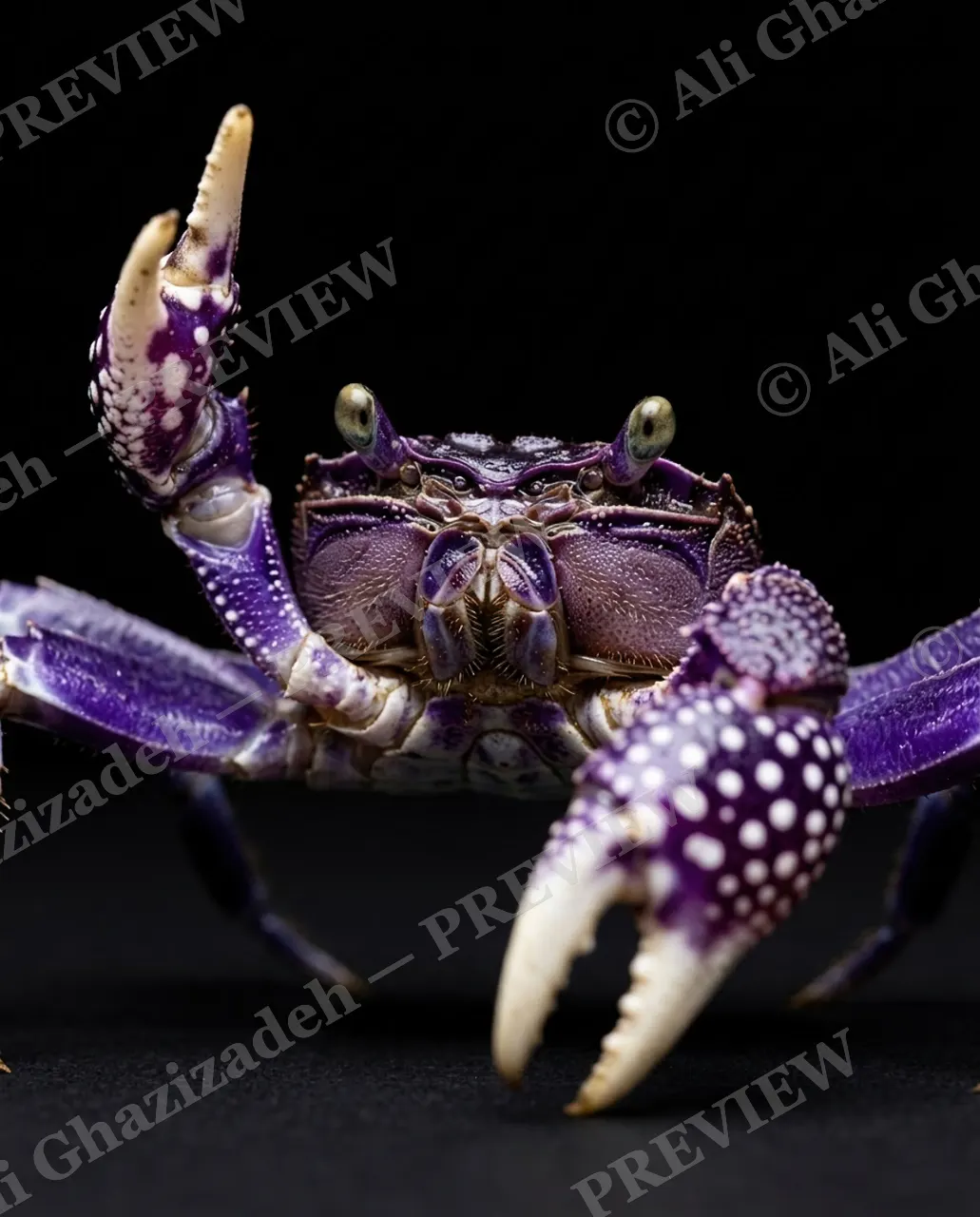 Pinch of Color — Purple Salute — Crab artwork by Ali Ghazizadeh