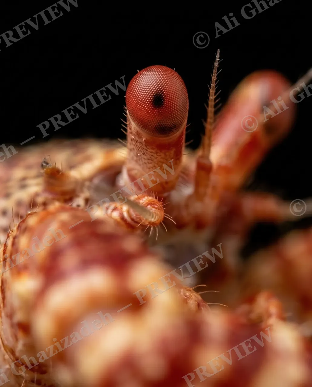Pinch of Color — Ruby Compound Eye — Crab artwork by Ali Ghazizadeh