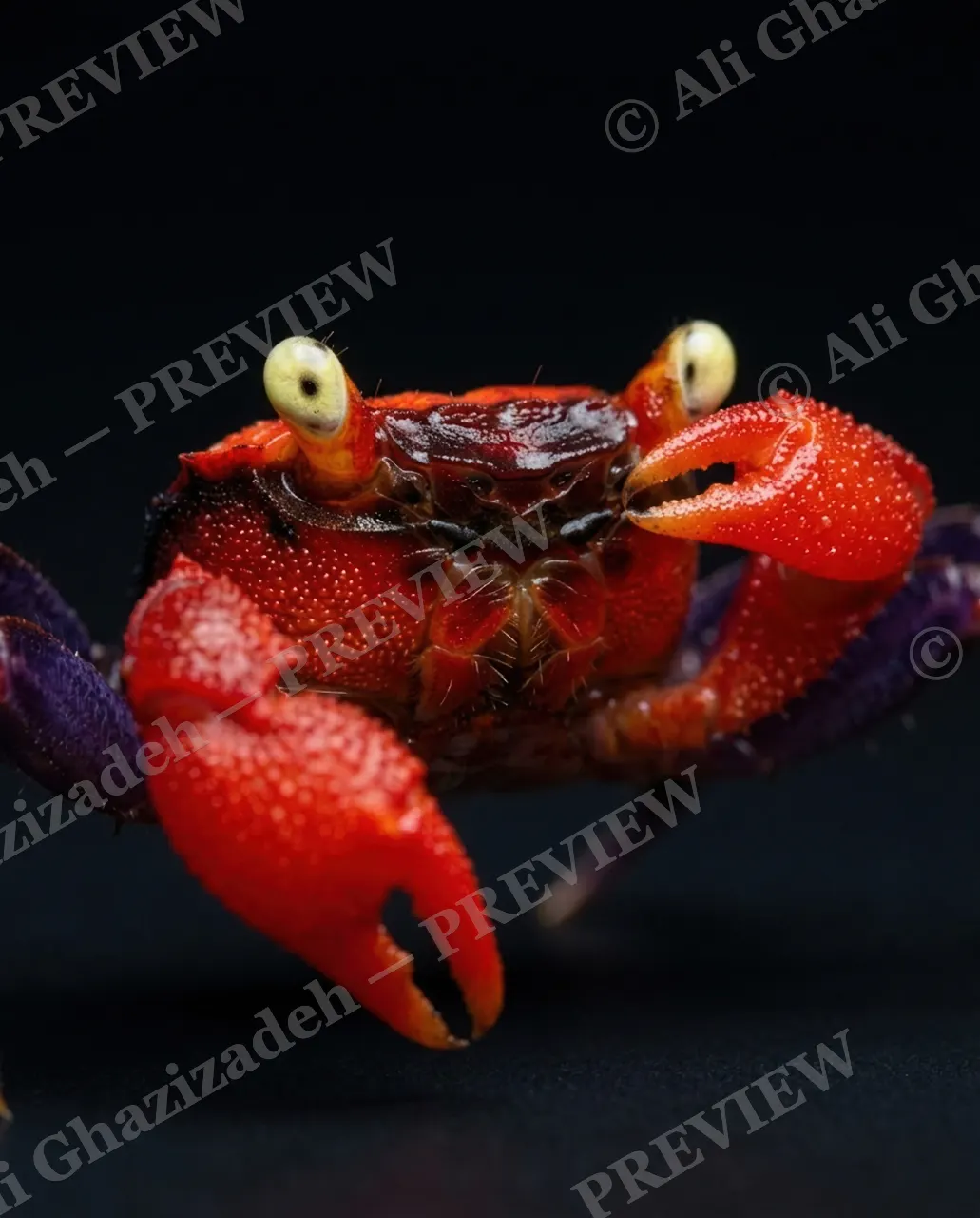 Pinch of Color — Scarlet and Violet — Crab artwork by Ali Ghazizadeh
