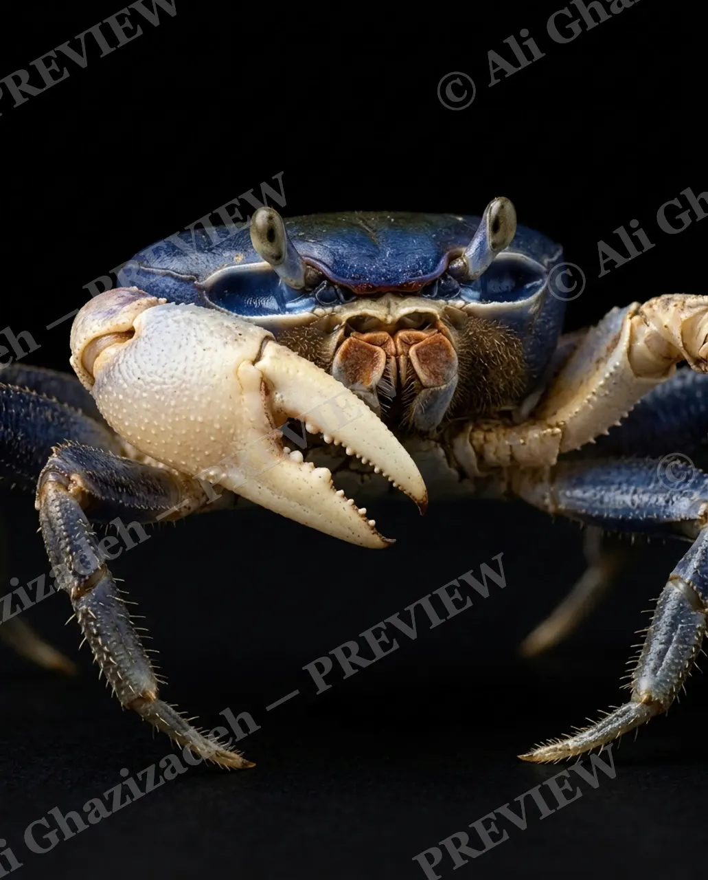 Pinch of Color — Slate Blue Salute — Crab artwork by Ali Ghazizadeh