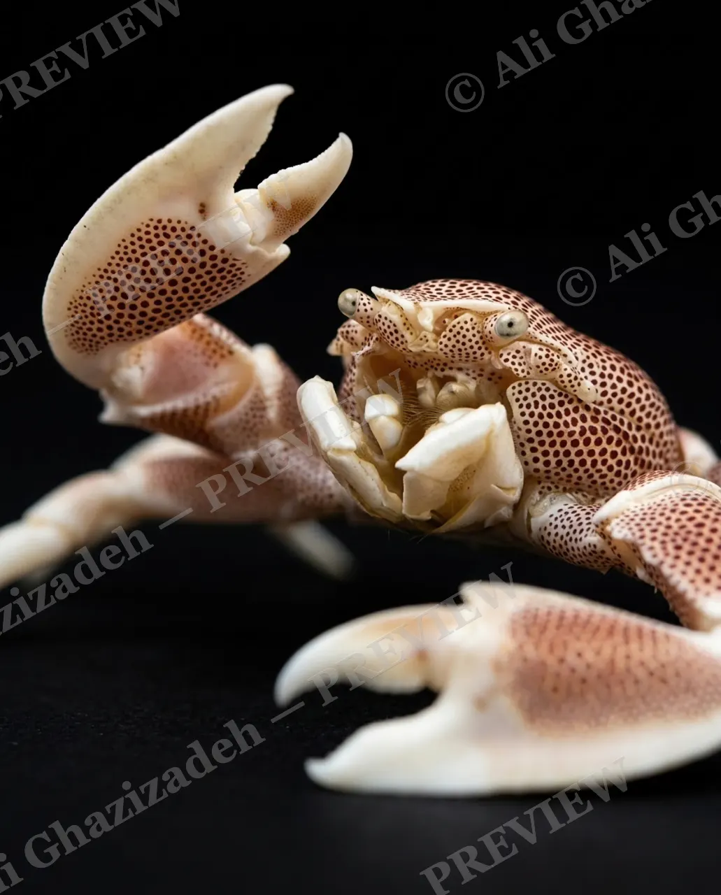 Pinch of Color — Speckled Wanderer — Crab artwork by Ali Ghazizadeh