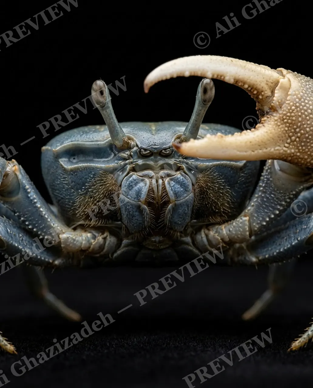 Pinch of Color — Steel Blue, Golden Hook — Crab artwork by Ali Ghazizadeh