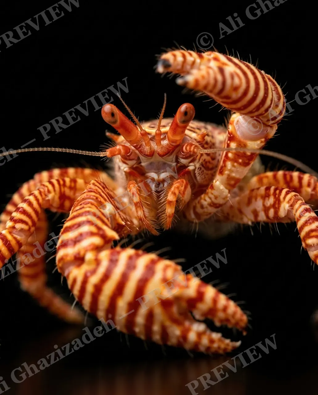 Pinch of Color — Tiger Stripe Hermit — Crab artwork by Ali Ghazizadeh