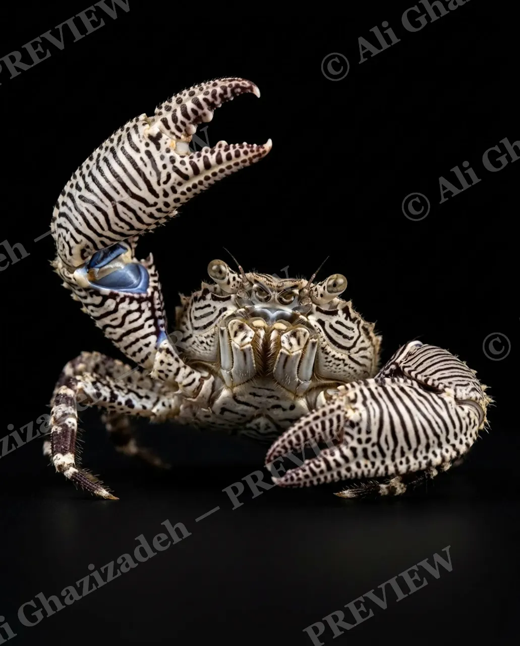 Pinch of Color — Violet Tiger, Claws Up — Crab artwork by Ali Ghazizadeh