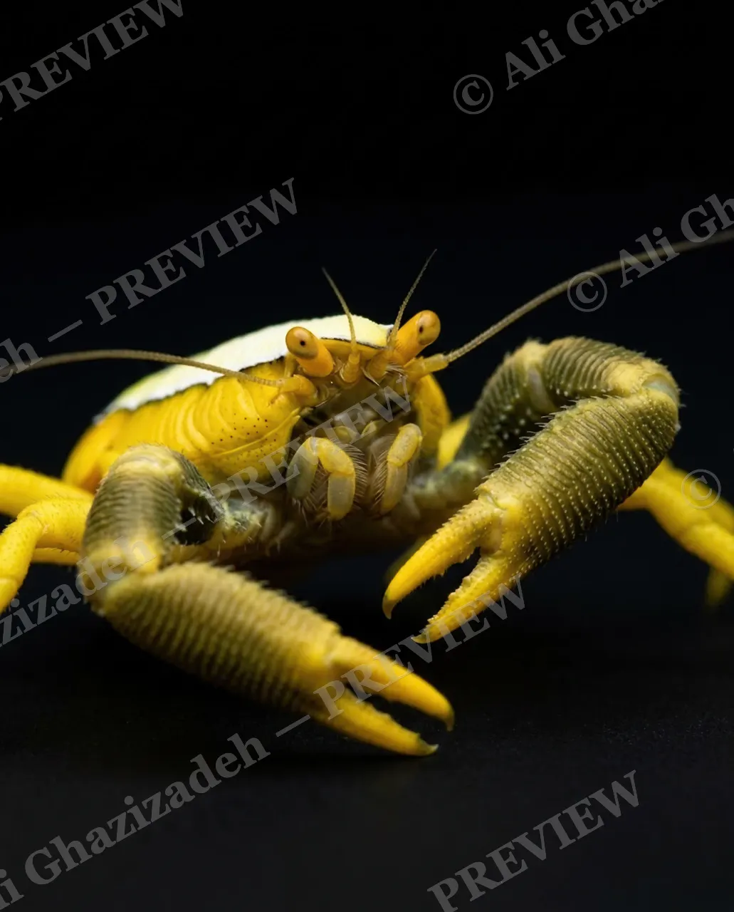 Pinch of Color — Yellow Reach — Crab artwork by Ali Ghazizadeh