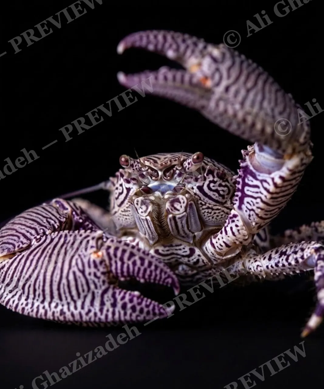 Pinch of Color — Zebra Stripes, Blue Glint — Crab artwork by Ali Ghazizadeh