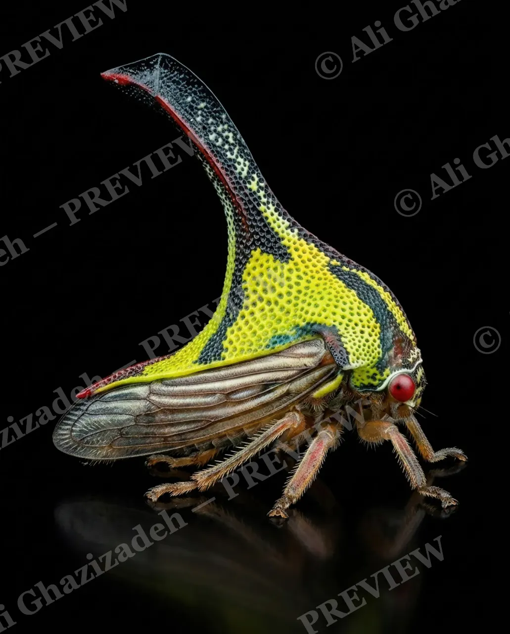 Point Made — Sharp Silhouette — Treehopper artwork by Ali Ghazizadeh