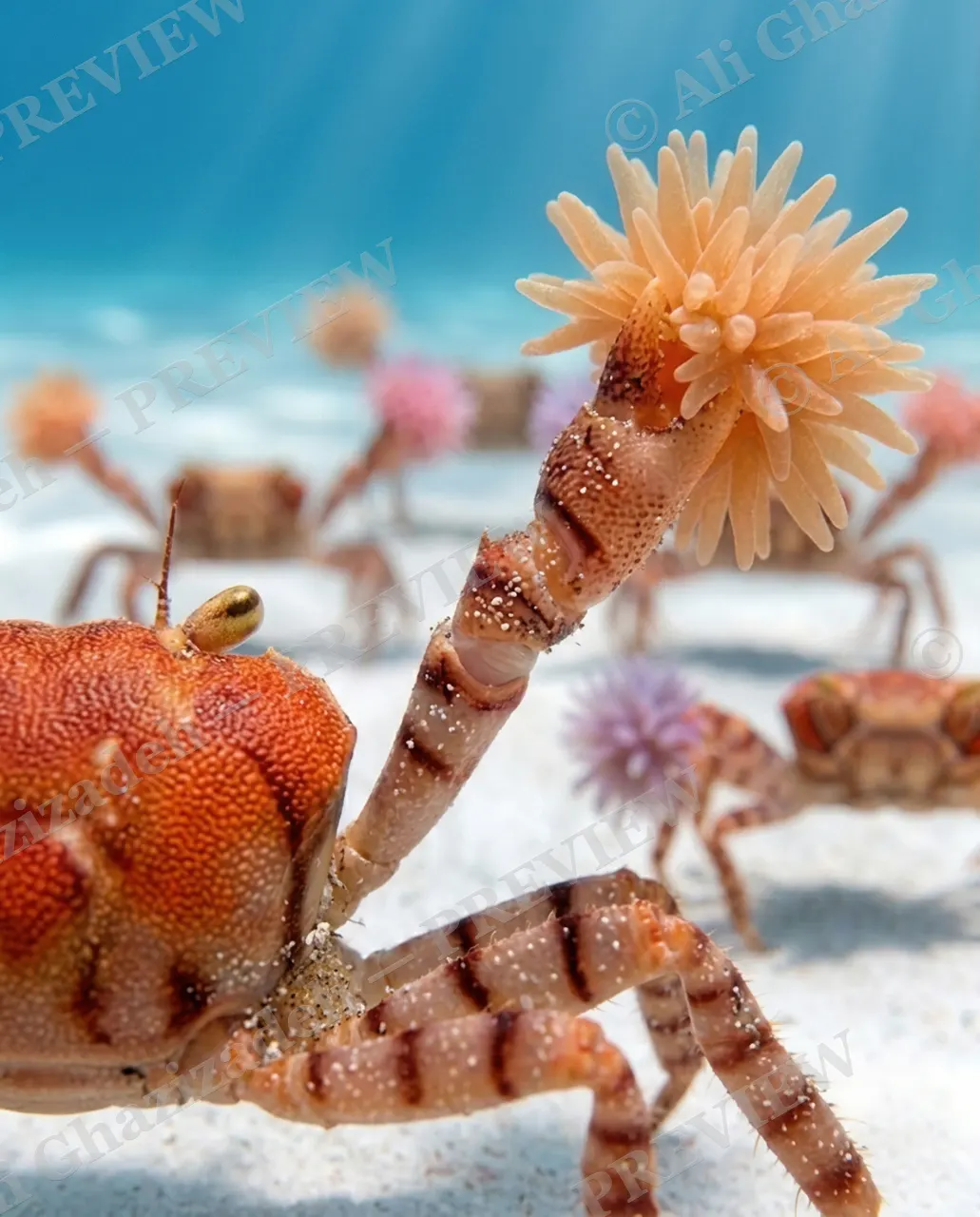Pom-Pom Parade — Coral Pom-Pom — Crab artwork by Ali Ghazizadeh
