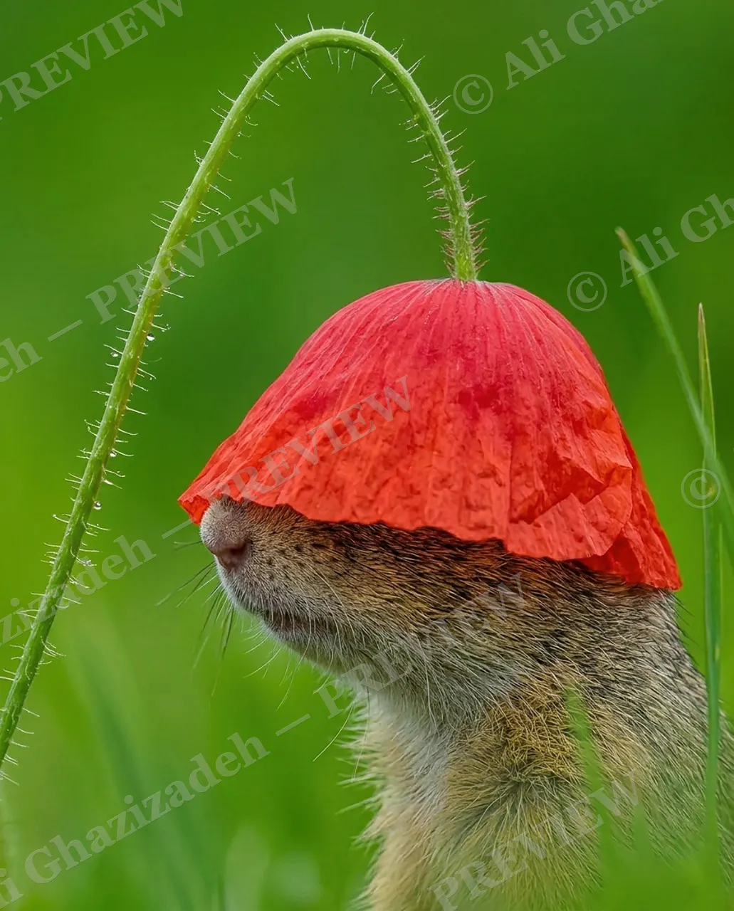 Poppy Hood — Sneak Peek — Ground squirrel artwork by Ali Ghazizadeh