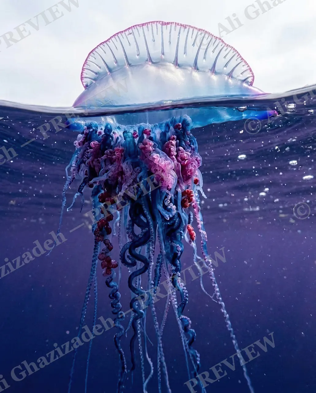 Pretty Poison — Half In, Half Out — Portuguese man o' war artwork by Ali Ghazizadeh