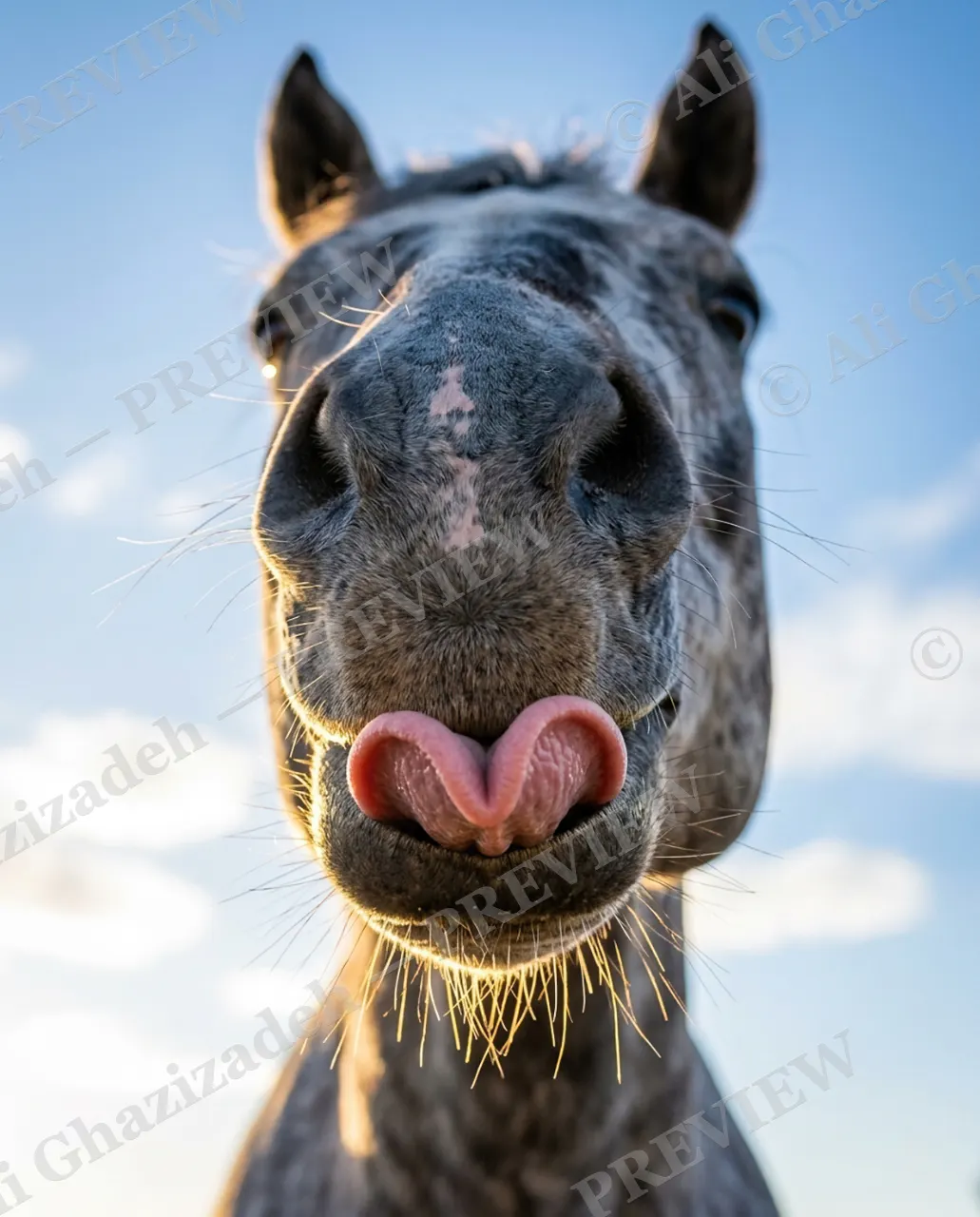 Pucker Up — Pucker Up — Horse artwork by Ali Ghazizadeh